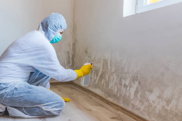 Attic Mold Removal in Waverly, IA